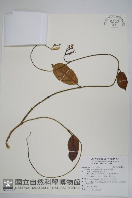 爬森藤藏品圖，第1張