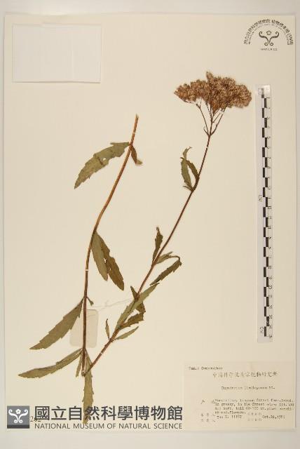 林氏澤蘭藏品圖，第1張