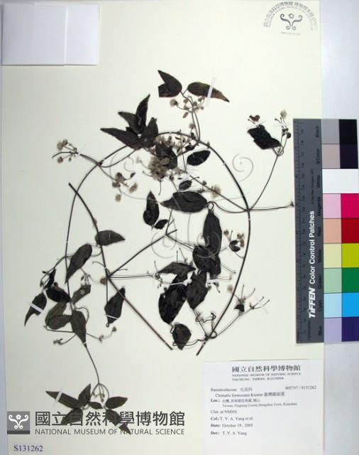 臺灣鐵線蓮藏品圖，第1張