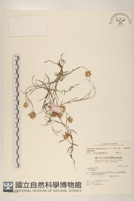 細葉鼠麴草藏品圖，第1張