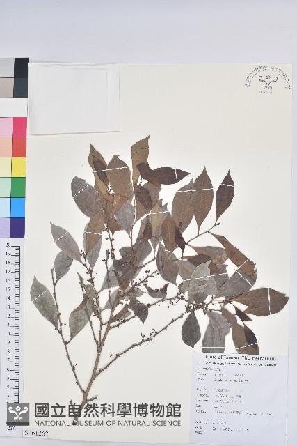 細葉饅頭果藏品圖，第1張