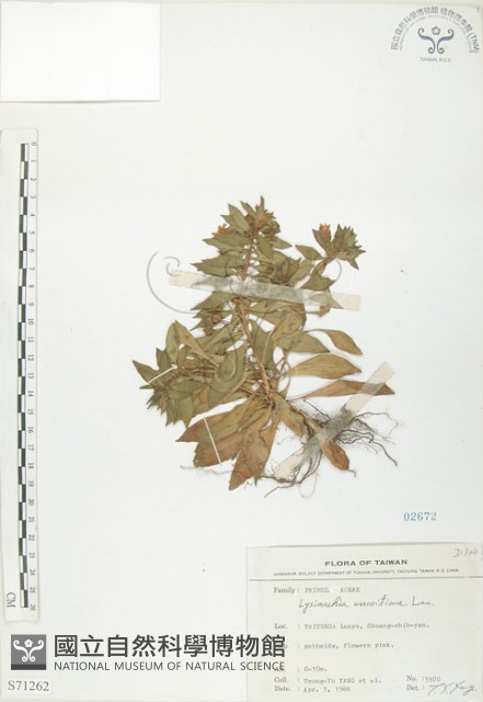 茅毛珍珠菜藏品圖，第1張