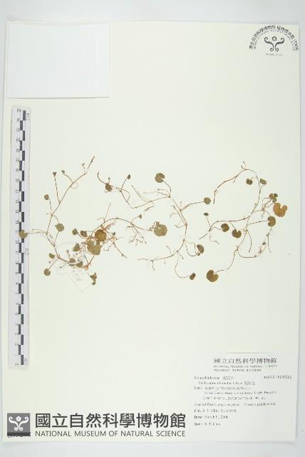 馬蹄金藏品圖，第1張