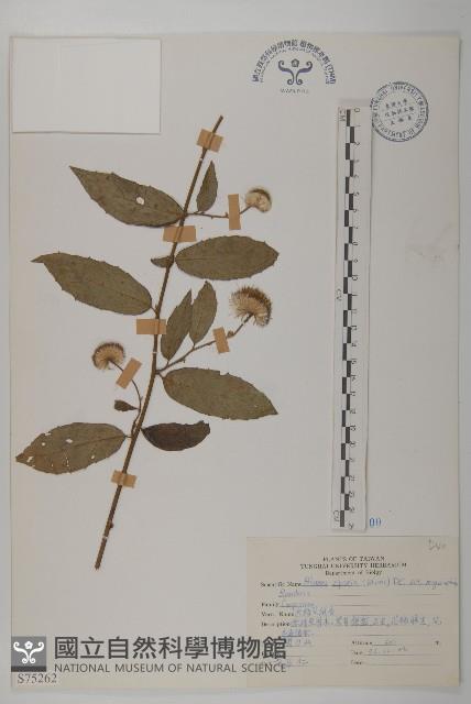 大頭艾納香藏品圖，第1張