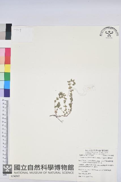 千根草藏品圖，第1張