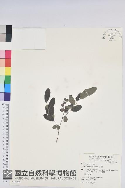 紅仔珠藏品圖，第1張