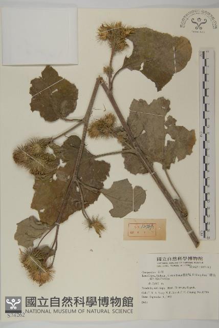 登錄號:S074262藏品圖，第1張