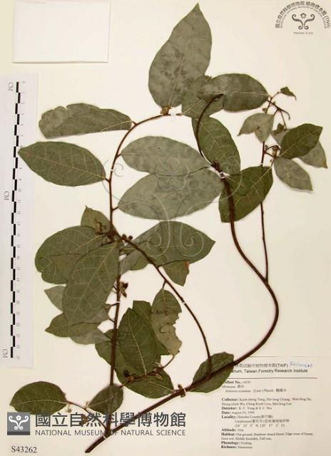 盤龍木、牛筋藤藏品圖，第1張