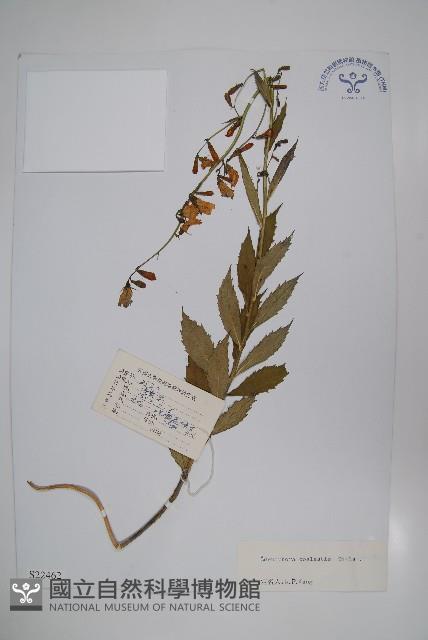 天藍沙參藏品圖，第1張