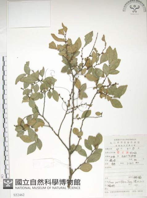 紅雞油、榔榆藏品圖，第1張