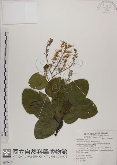 菊花木藏品圖，第1張