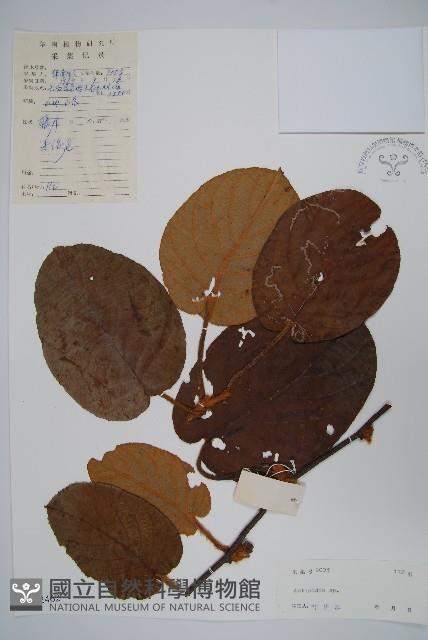 登錄號:S042462藏品圖，第1張