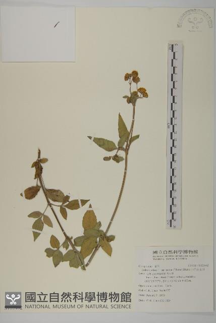 小白花鬼針藏品圖，第1張