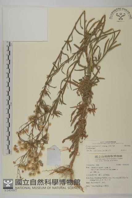 加拿大蓬藏品圖，第1張