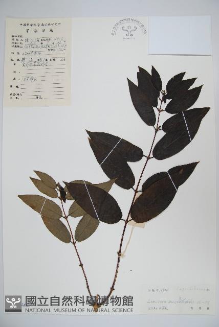 大花忍冬藏品圖，第1張