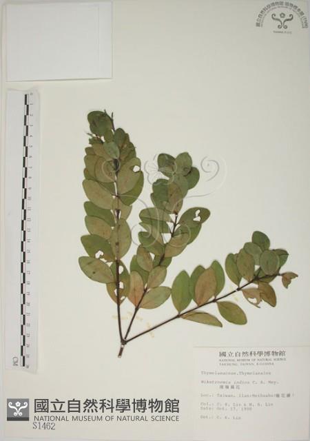 南嶺蕘花藏品圖，第1張