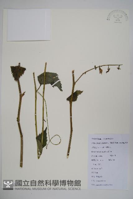 杏葉沙參藏品圖，第1張