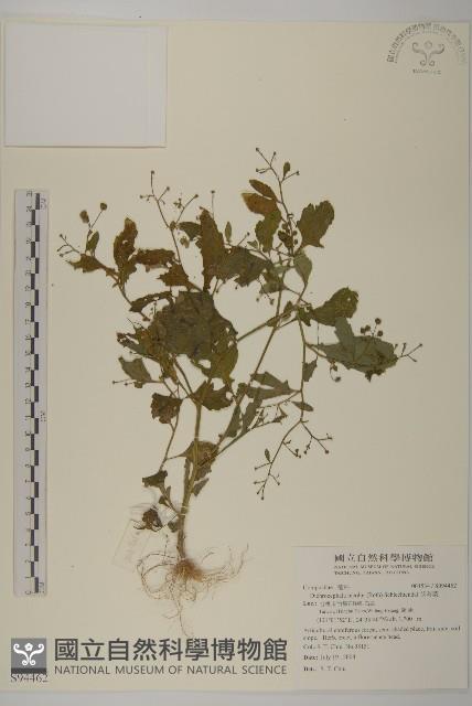 茯苓菜藏品圖，第1張