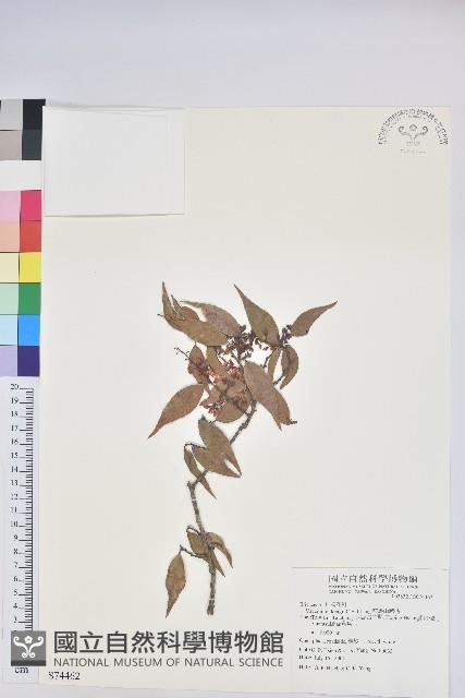 鞍馬山越橘藏品圖，第1張