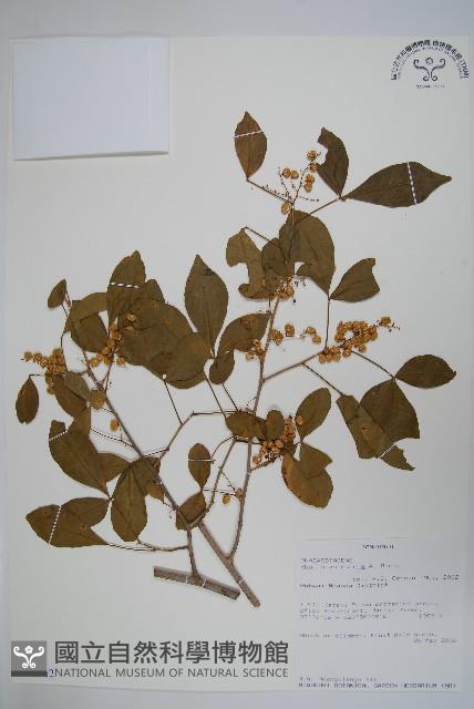 登錄號:S096162藏品圖，第1張