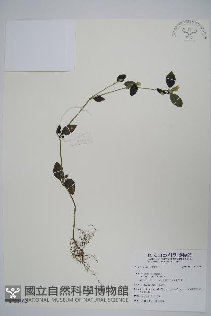 登錄號:S122162藏品圖，第1張