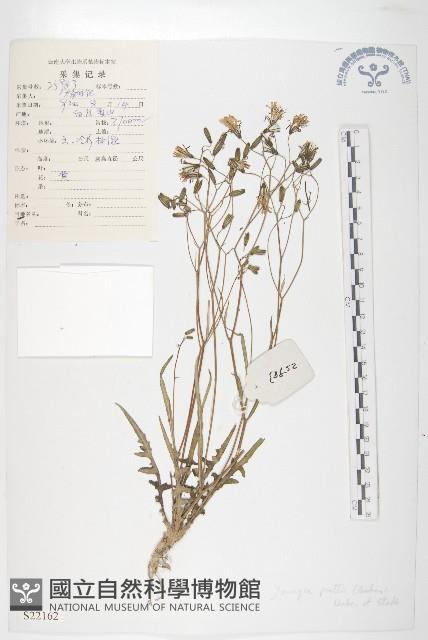 川西黃鵪菜藏品圖，第1張