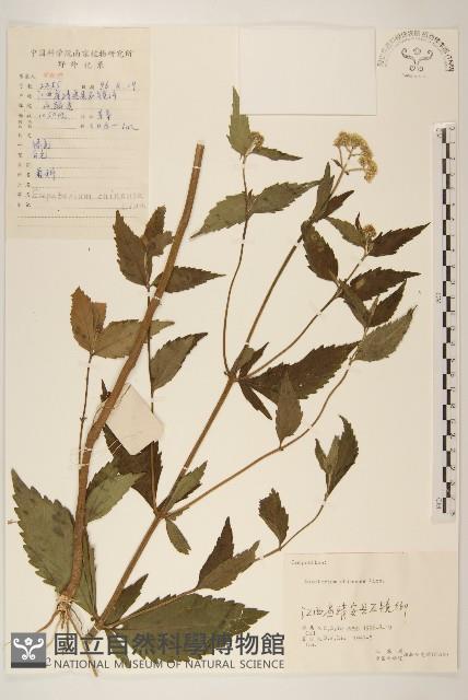 華澤蘭藏品圖，第1張