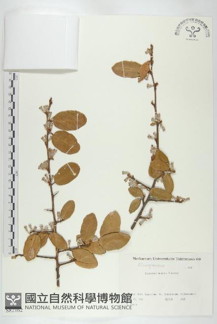 胡頹子藏品圖，第1張