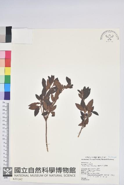 紅毛杜鵑藏品圖，第1張