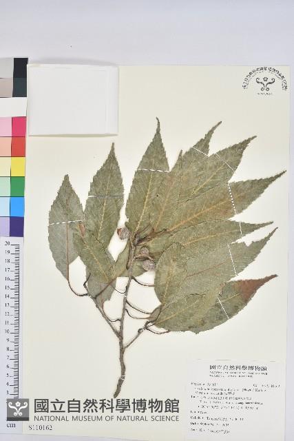 狹葉櫟藏品圖，第1張