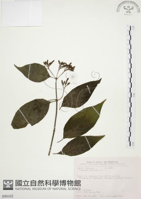 毛玉葉金花藏品圖，第1張