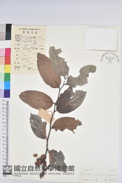 錫蘭饅頭果，香港饅頭果，大葉饅頭果，香港算盤子藏品圖，第1張