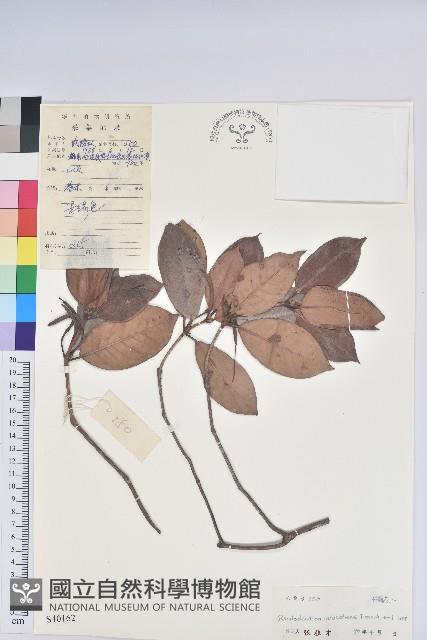 鹿角杜鵑、西施花、青紫木藏品圖，第1張