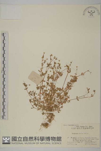 雀舌草藏品圖，第1張