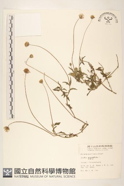 長柄菊藏品圖，第1張