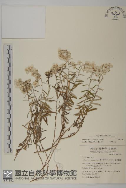 玉山抱莖籟簫藏品圖，第1張