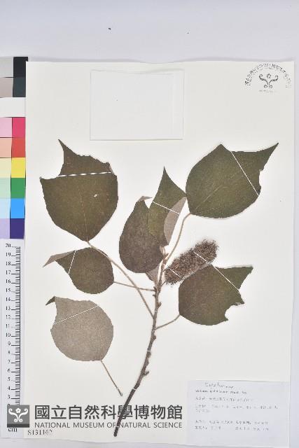 白背葉藏品圖，第1張