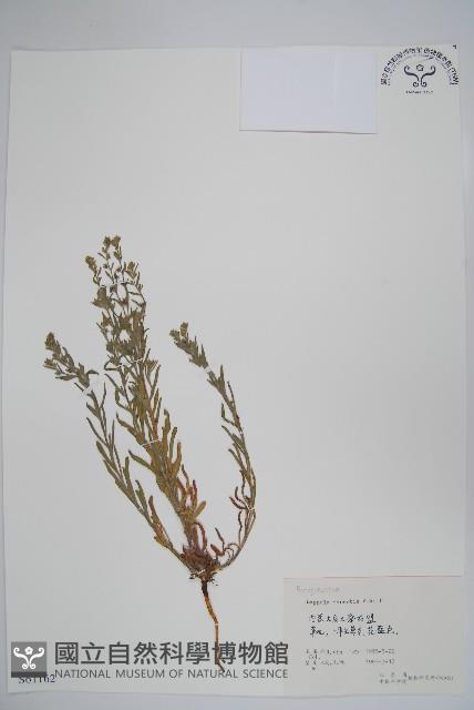 勿忘草狀鶴蝨藏品圖，第1張