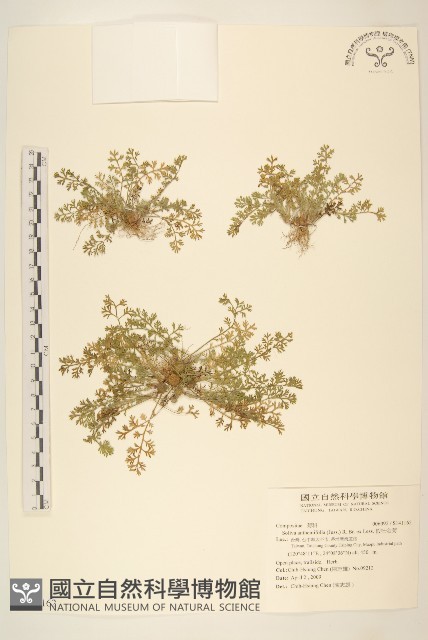 假吐金菊藏品圖，第1張