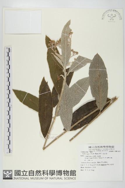 羊耳菊藏品圖，第1張