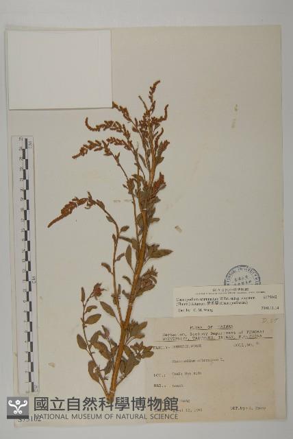 變葉藜藏品圖，第1張