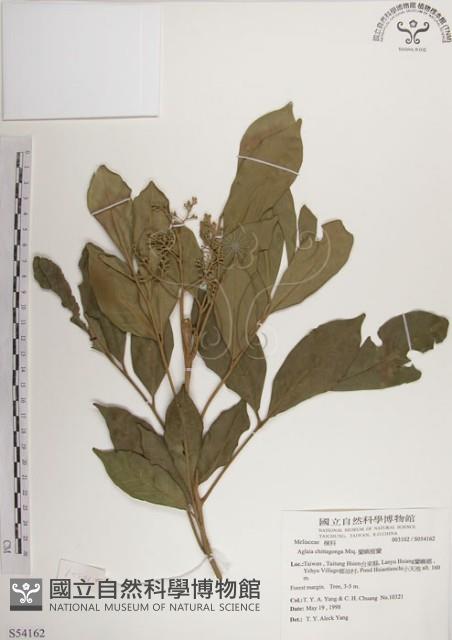 蘭嶼樹蘭藏品圖，第1張