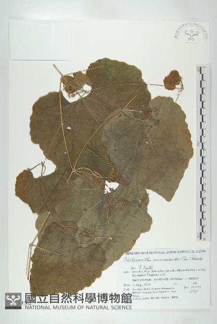 王瓜藏品圖，第1張