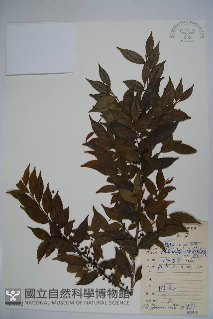 密毛假黃楊藏品圖，第1張