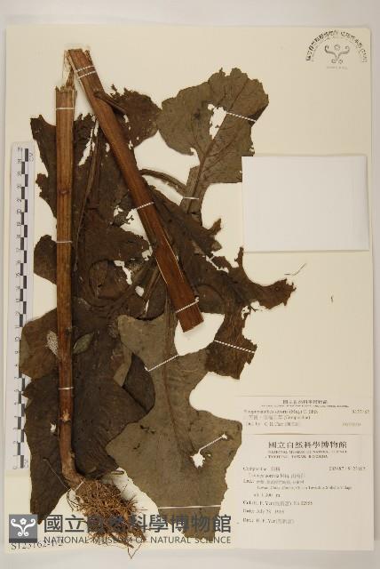 Accession Number:S123162 Collection Image, Figure 1, Total 3 Figures