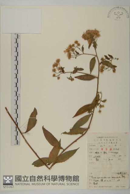 三脈紫菀異葉變種藏品圖，第1張