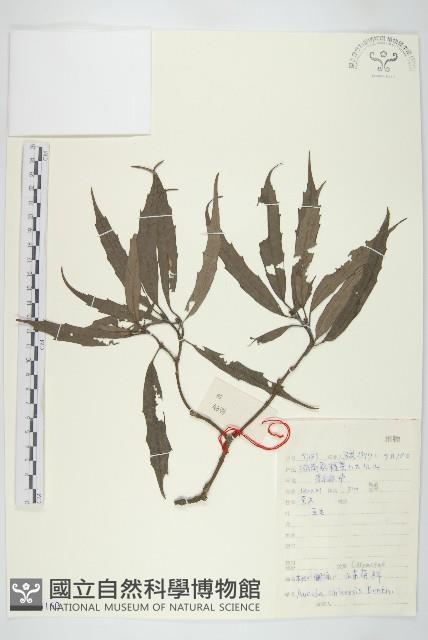 桃葉珊瑚藏品圖，第1張