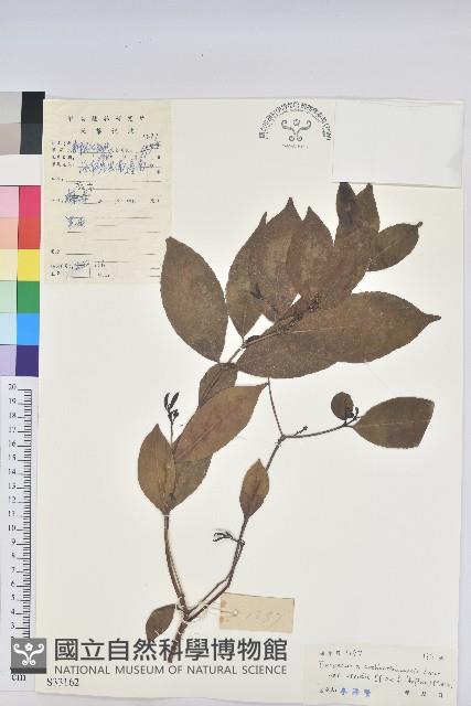 綠背桂花藏品圖，第1張