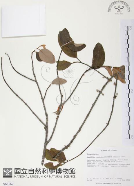 杜鵑桑寄生藏品圖，第1張