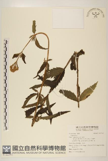 登錄號:S122362藏品圖，第1張